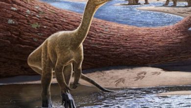 Фото - Ученые выяснили, как и когда по Земле распространились динозавры