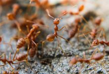 Фото - Чем опасно нашествие «огненных муравьев» на гавайские острова