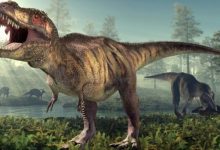 Фото - Тираннозавр Рекс был на 70% больше, чем предполагалось раньше
