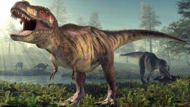 Фото - Тираннозавр Рекс был на 70% больше, чем предполагалось раньше